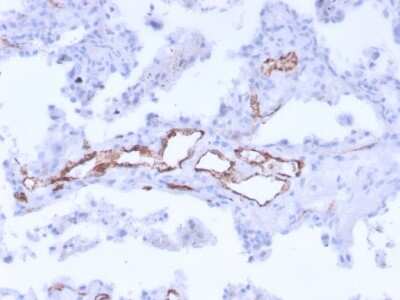 Immunohistochemistry-Paraffin: Von Willebrand Factor Antibody (3E2D10 + VWF635) - Azide and BSA Free [NBP2-34536]