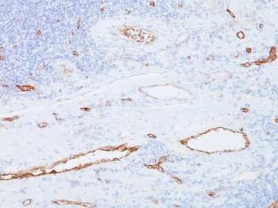 Immunohistochemistry-Paraffin: Von Willebrand Factor Antibody (3E2D10) - Azide and BSA Free [NBP2-34535]