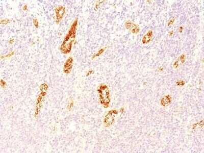 Immunohistochemistry-Paraffin: Von Willebrand Factor Antibody (3E2D10) - Azide and BSA Free [NBP2-34535]