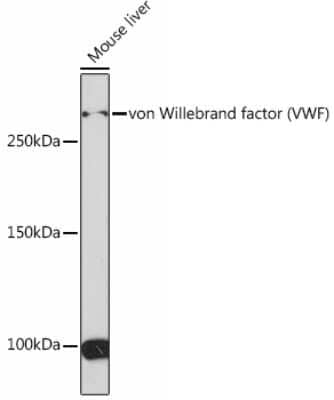 Western Blot: Von Willebrand Factor Antibody (8O6D7) [NBP3-15465]