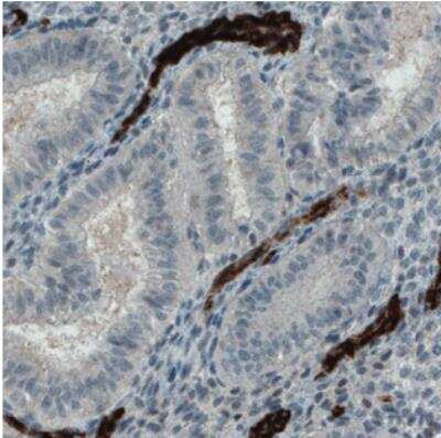 Immunohistochemistry-Paraffin: Von Willebrand Factor Antibody (CL1950) [NBP2-34474]