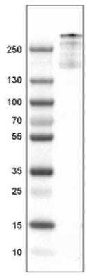 Western Blot: Von Willebrand Factor Antibody (CL1950) [NBP2-34474]