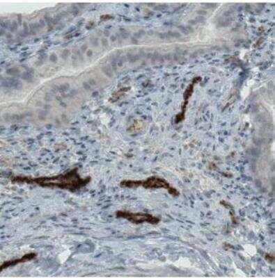 Immunohistochemistry-Paraffin: Von Willebrand Factor Antibody (CL1957) [NBP2-34494]