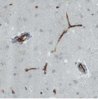 Immunohistochemistry-Paraffin: Von Willebrand Factor Antibody (CL1957) [NBP2-34494]
