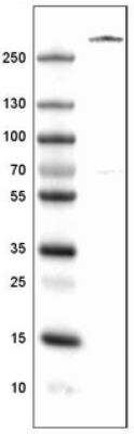 Western Blot: Von Willebrand Factor Antibody (CL1957) [NBP2-34494]