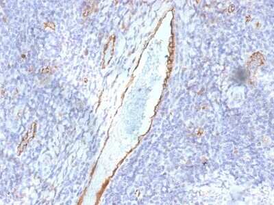 Immunohistochemistry-Paraffin: Von Willebrand Factor Antibody (F8/86) [NBP2-53345]