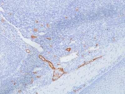 Immunohistochemistry-Paraffin: Von Willebrand Factor Antibody (IIIE2.34) - Azide and BSA Free [NBP2-48008]