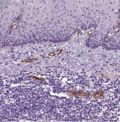 Immunohistochemistry-Paraffin: Von Willebrand Factor Antibody [NBP1-84762]