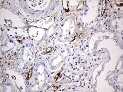 Immunohistochemistry: Von Willebrand Factor Antibody (OTI6C7) - Azide and BSA Free [NBP2-74852]
