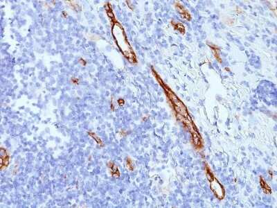 Immunohistochemistry-Paraffin: Von Willebrand Factor Antibody (SPM577) - Azide and BSA Free [NBP2-34810]