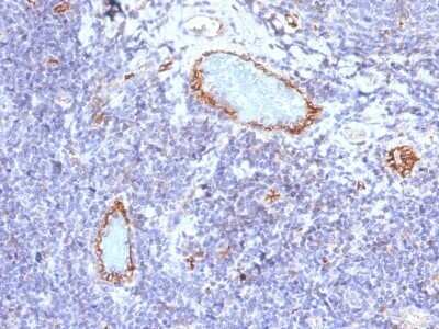 Immunohistochemistry-Paraffin: Von Willebrand Factor Antibody (VWF/1465) - Azide and BSA Free [NBP2-54430]