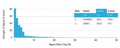 Protein Array: Von Willebrand Factor Antibody (VWF/1465)Azide and BSA Free [NBP2-54430]