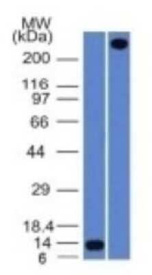 Western Blot: Von Willebrand Factor Antibody (VWF/1465)Azide and BSA Free [NBP2-54430]