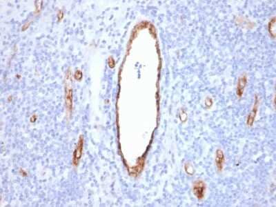 Immunohistochemistry-Paraffin: Von Willebrand Factor Antibody (VWF/2480) [NBP3-07199]