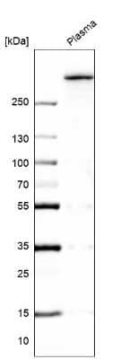 Western Blot: Von Willebrand Factor Antibody [NBP1-84761]