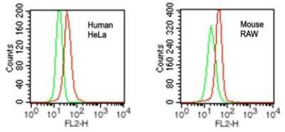 Flow Cytometry: VprBP Antibody [NBP2-27203]