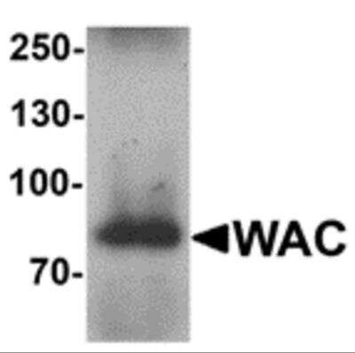 Western Blot: WAC AntibodyBSA Free [NBP2-82057]