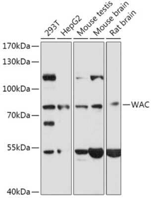 Western Blot: WAC AntibodyAzide and BSA Free [NBP2-94374]