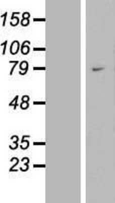 Western Blot: WAC Overexpression Lysate [NBL1-17771]