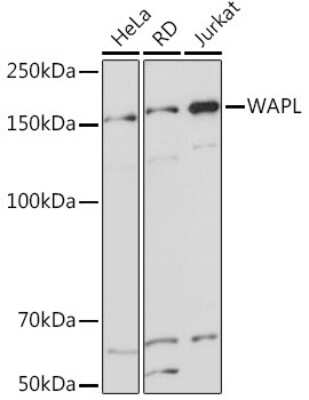 Western Blot: WAPL Antibody (3Q4G1) [NBP3-16613]