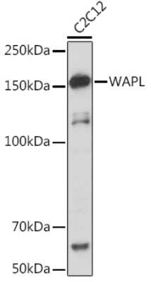 Western Blot: WAPL Antibody (3Q4G1) [NBP3-16613]