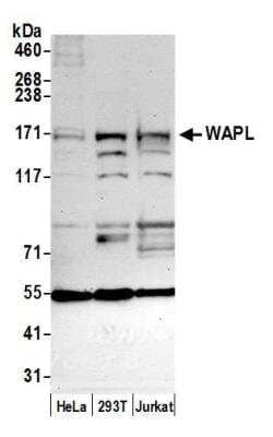 Western Blot: WAPL Antibody [NB100-552]