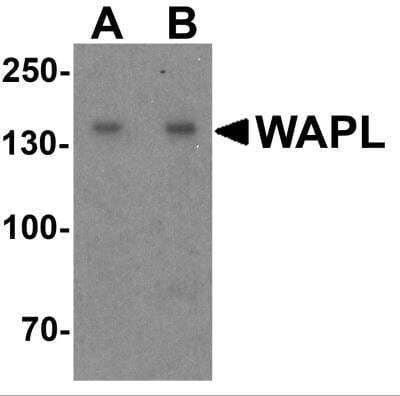 Western Blot: WAPL AntibodyBSA Free [NBP2-81779]