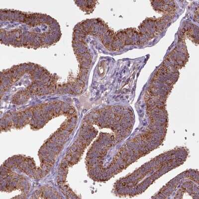Immunohistochemistry-Paraffin: WARS2 Antibody [NBP2-57679]