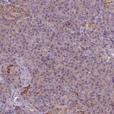 Immunohistochemistry-Paraffin: WARS2 Antibody [NBP2-57679]