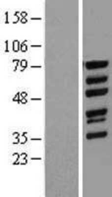 Western Blot: WASF1/WAVE1 Overexpression Lysate [NBL1-17775]