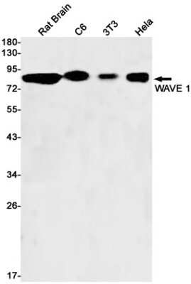 Western Blot: WASF1/WAVE1 Antibody (S03-5K1) [NBP3-15110]