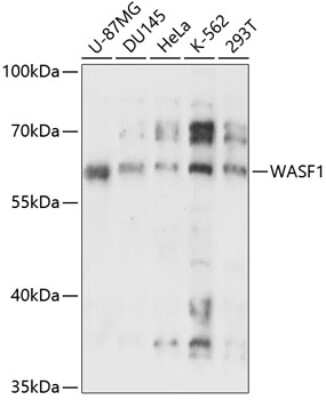 Western Blot: WASF1/WAVE1 AntibodyAzide and BSA Free [NBP2-93733]