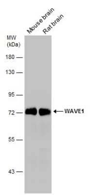 Western Blot: WASF1/WAVE1 Antibody [NBP3-13180]