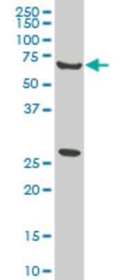 Western Blot: WASF2 Antibody (1F7) [H00010163-M01]