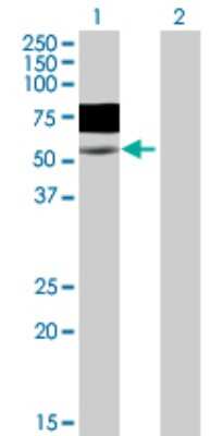 Western Blot: WASF3/WAVE3 Antibody [H00010810-B01P]