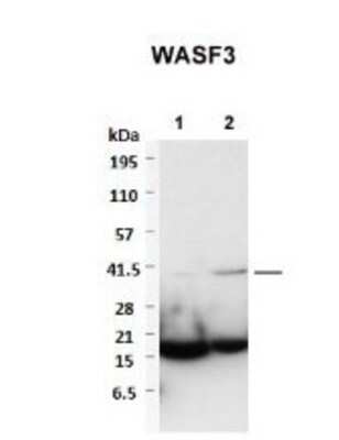 Western Blot: WASF3/WAVE3 Antibody [NBP1-54993]