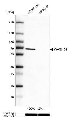 Western Blot: WASHC1 Antibody [NBP1-90464]