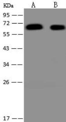 Western Blot: WASHC1 Antibody [NBP3-12683]