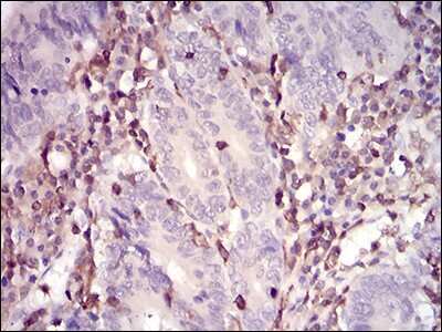 Immunohistochemistry-Paraffin: WASP Antibody (7B10E4) - BSA Free [NBP2-52587]