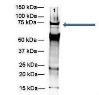 Western Blot: WBP11 Antibody [NBP1-54648]