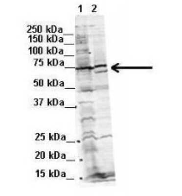 Western Blot: WBP11 Antibody [NBP1-54648]