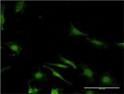Immunocytochemistry/ Immunofluorescence: WBP2 Antibody (3B1) [H00023558-M02]