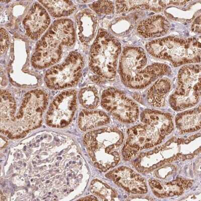 Immunohistochemistry-Paraffin: WBP2 Antibody [NBP2-49456]