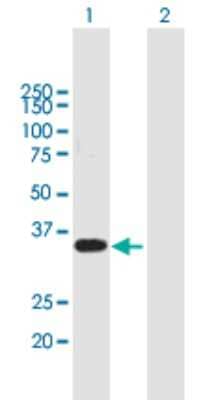 Western Blot: WBP2 Antibody [H00023558-B02P]