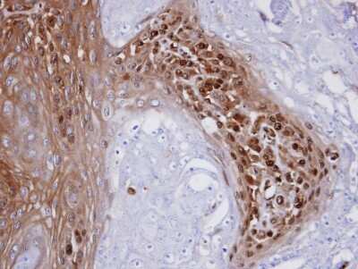 Immunohistochemistry-Paraffin: WBSCR22 Antibody [NBP1-31454]