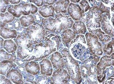 Immunohistochemistry-Paraffin: WBSCR22 Antibody [NBP1-31454]