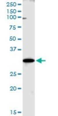 Western Blot: WBSCR22 Antibody [H00114049-B01P]