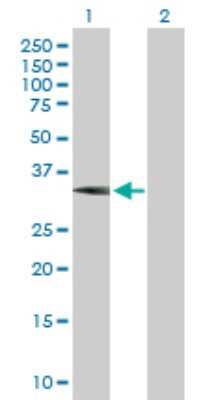 Western Blot: WBSCR22 Antibody [H00114049-B01P]
