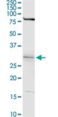 Western Blot: WBSCR22 Antibody [H00114049-D01P]