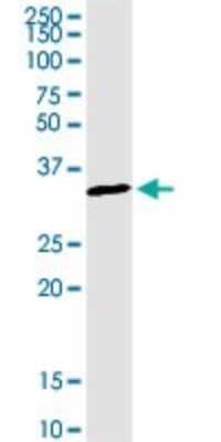 Western Blot: WBSCR22 Antibody [H00114049-D01P]